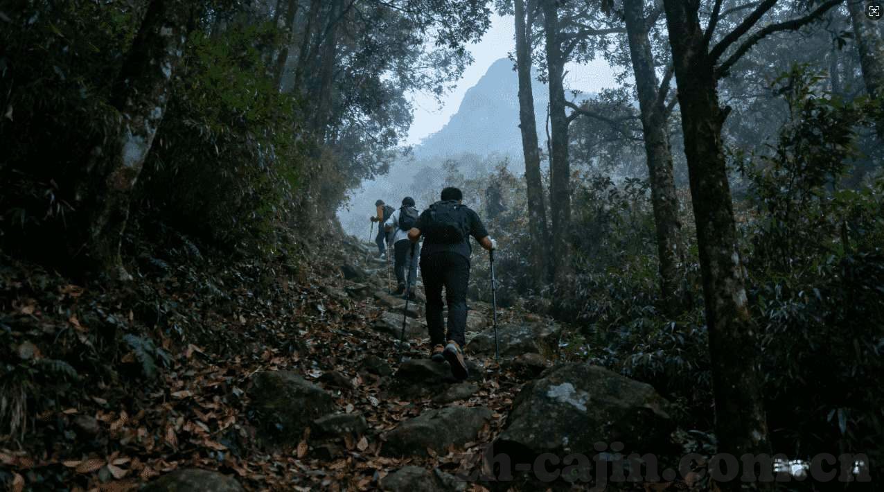 老虎水果机在线游戏-老虎水果机在线游戏的魅力与挑战